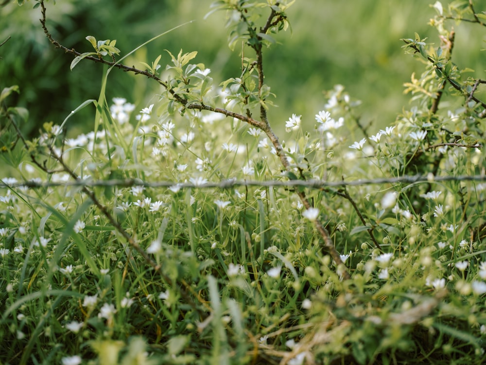 a field of grass and flowers behind a barbed wire fence