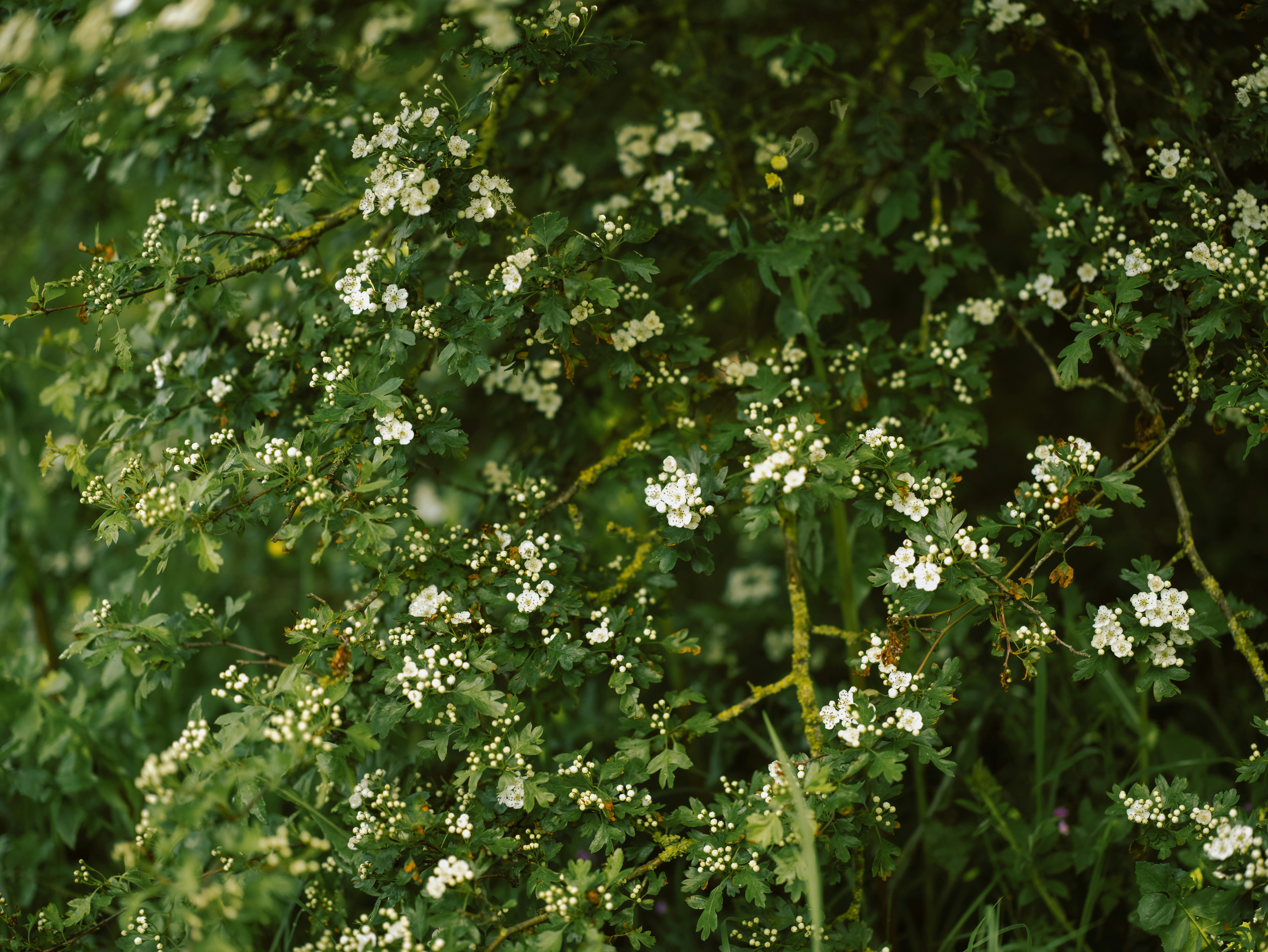 Photo by anniespratt