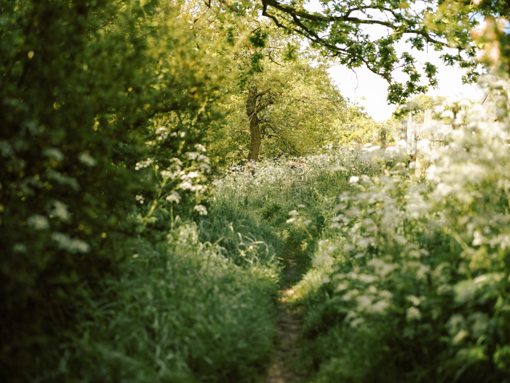 a path through a lush green forest filled with trees