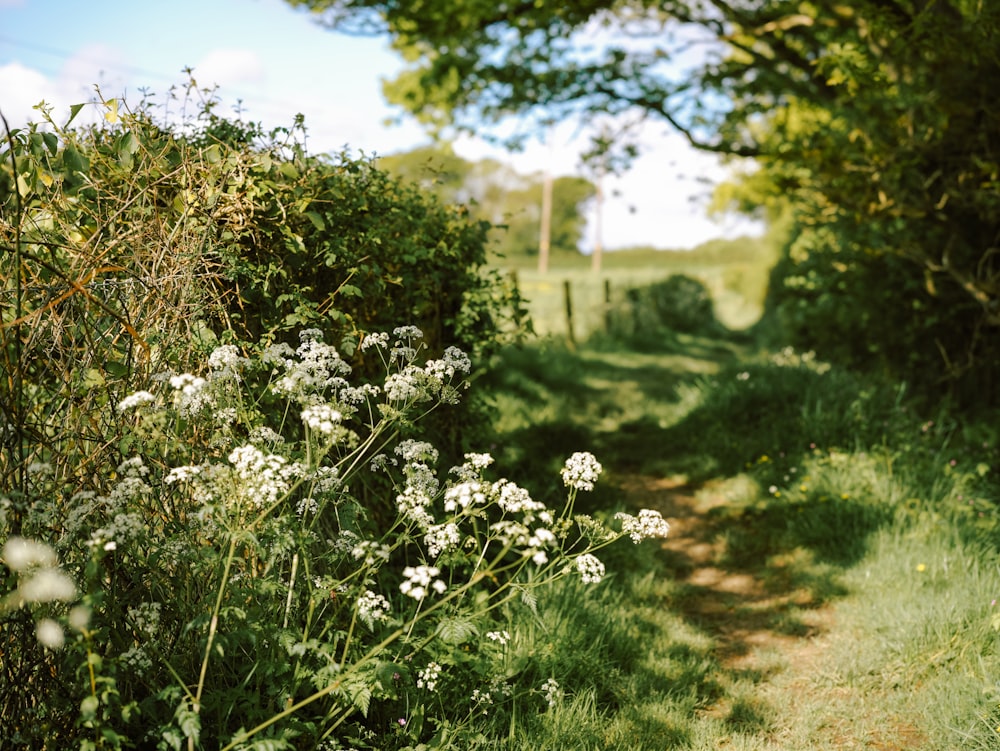 a path in the middle of a lush green field