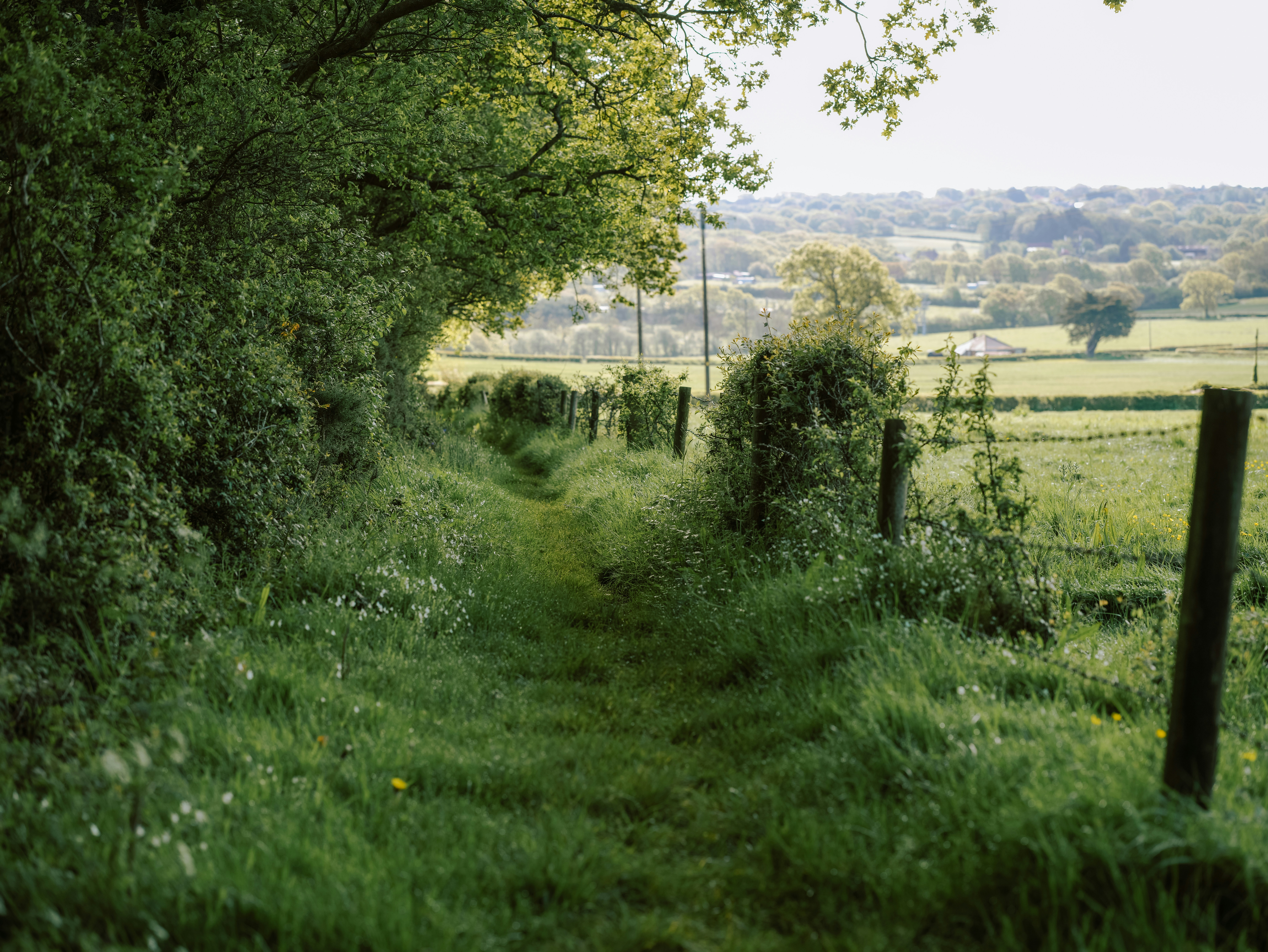 a narrow path in the middle of a lush green field