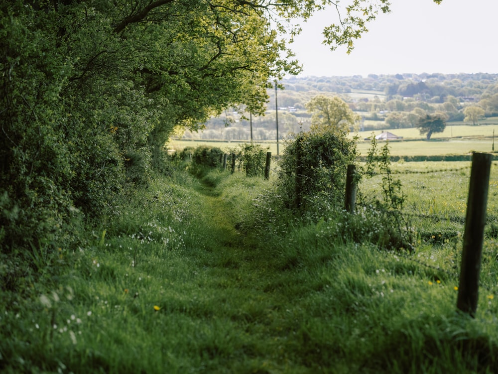 a narrow path in the middle of a lush green field