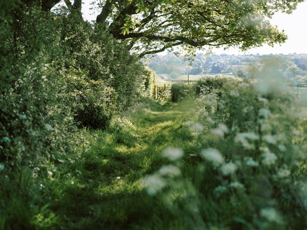 a lush green forest filled with lots of trees