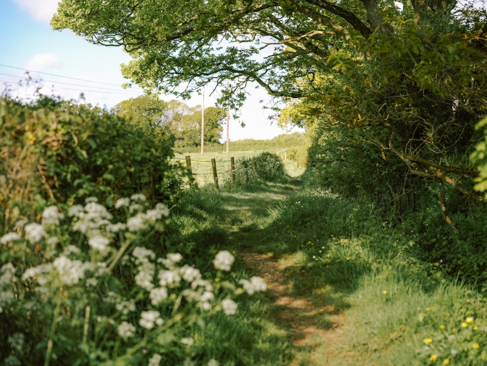 a dirt road surrounded by trees and flowers