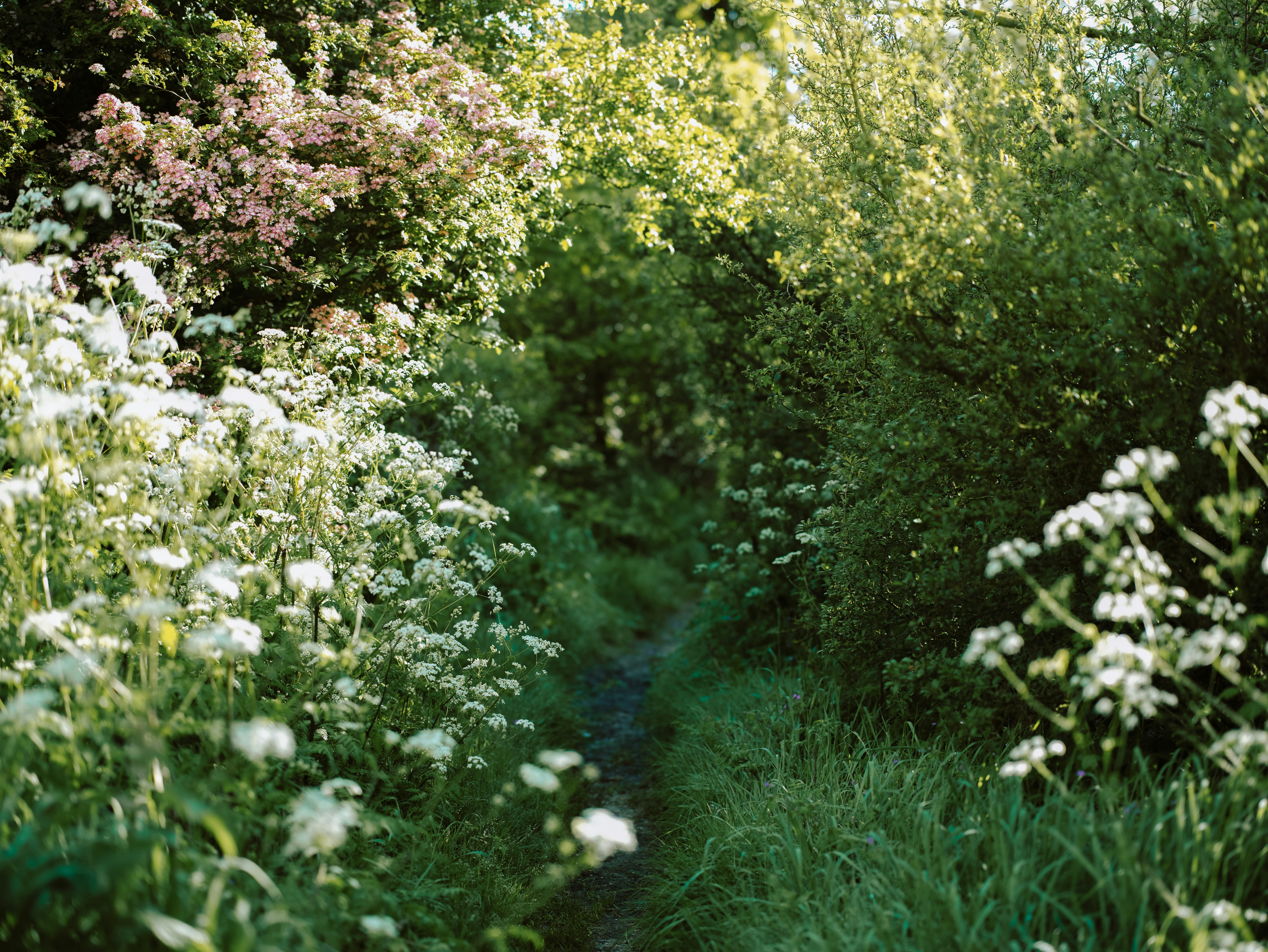 a narrow path through a lush green forest filled with flowers