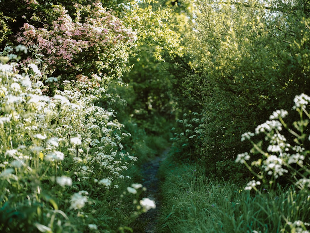 a narrow path through a lush green forest filled with flowers