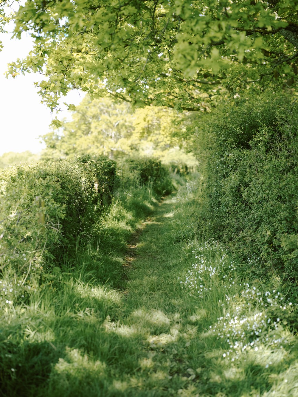 a path in the middle of a lush green field