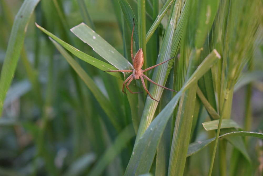 a bug sitting on top of a green leafy plant