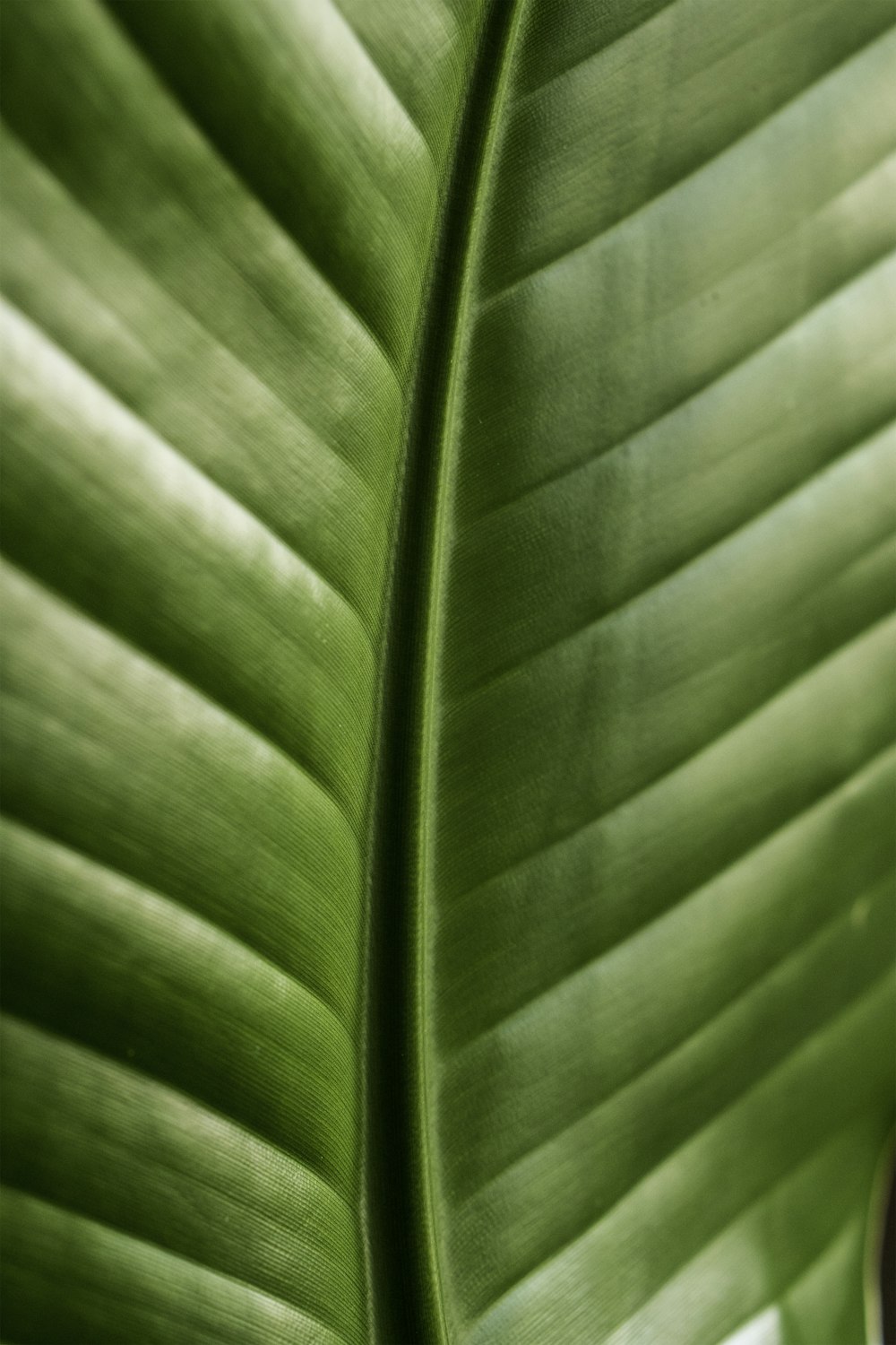 a close up of a large green leaf