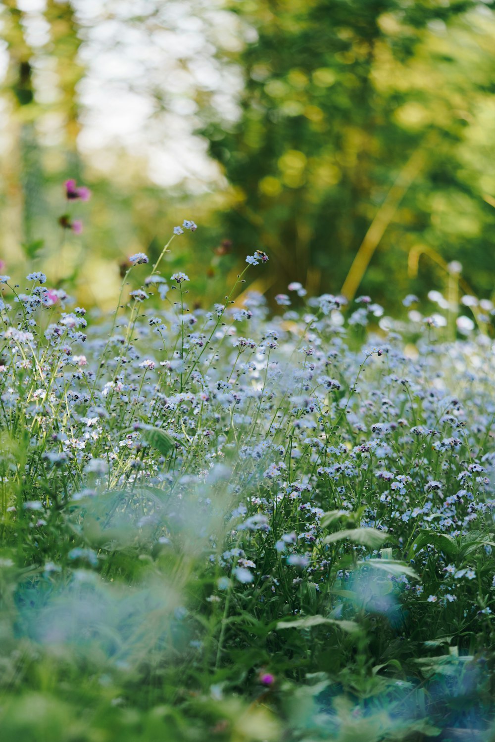 a field of wildflowers and other wild flowers