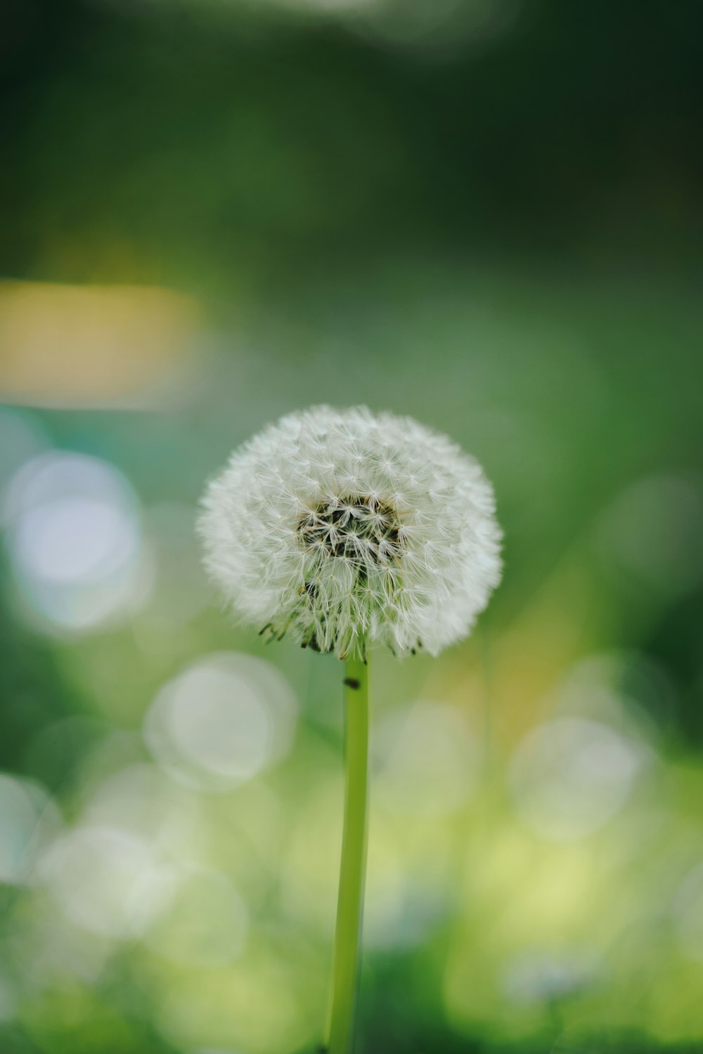 a close up of a dandelion with a blurry background