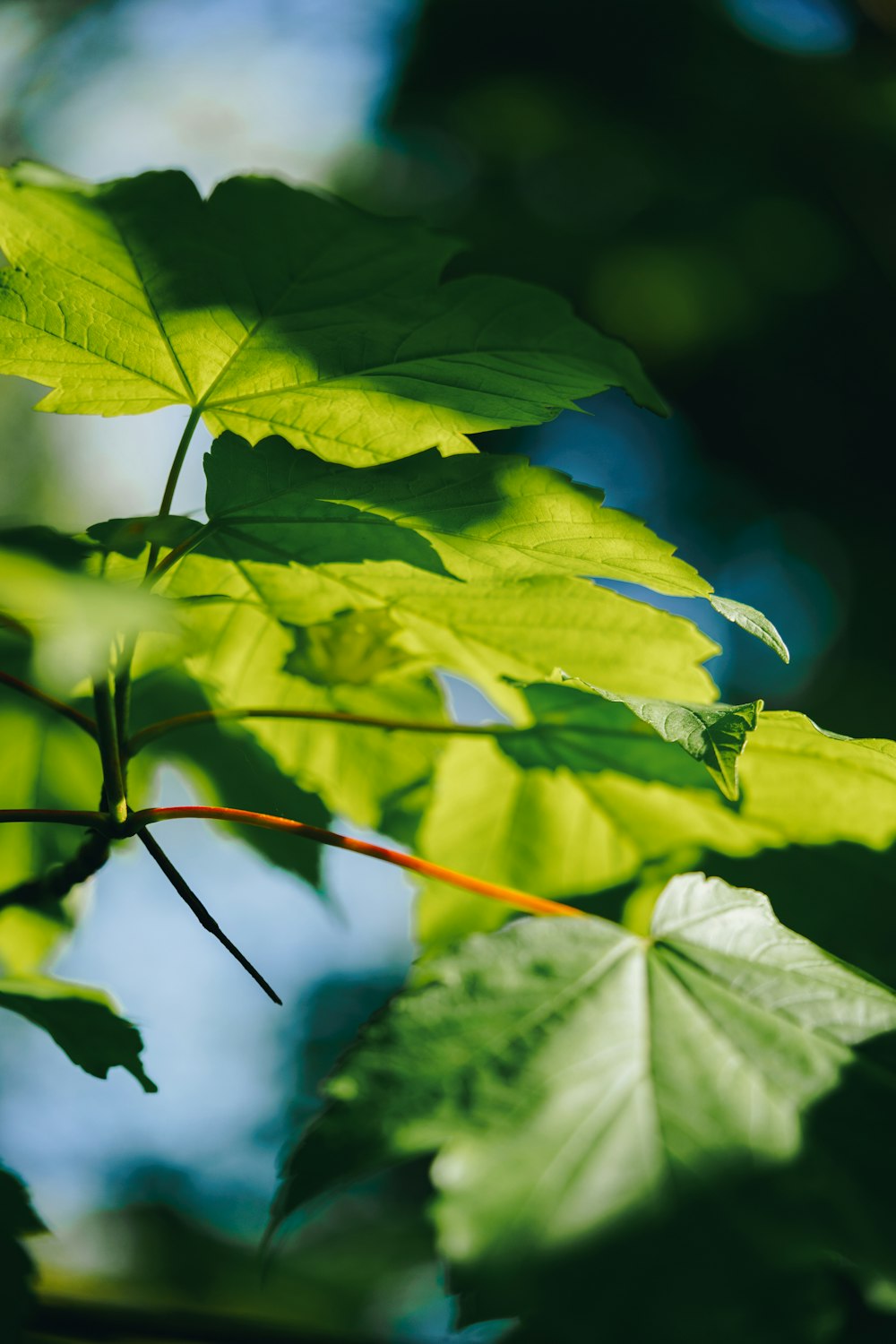 a close up of leaves on a tree