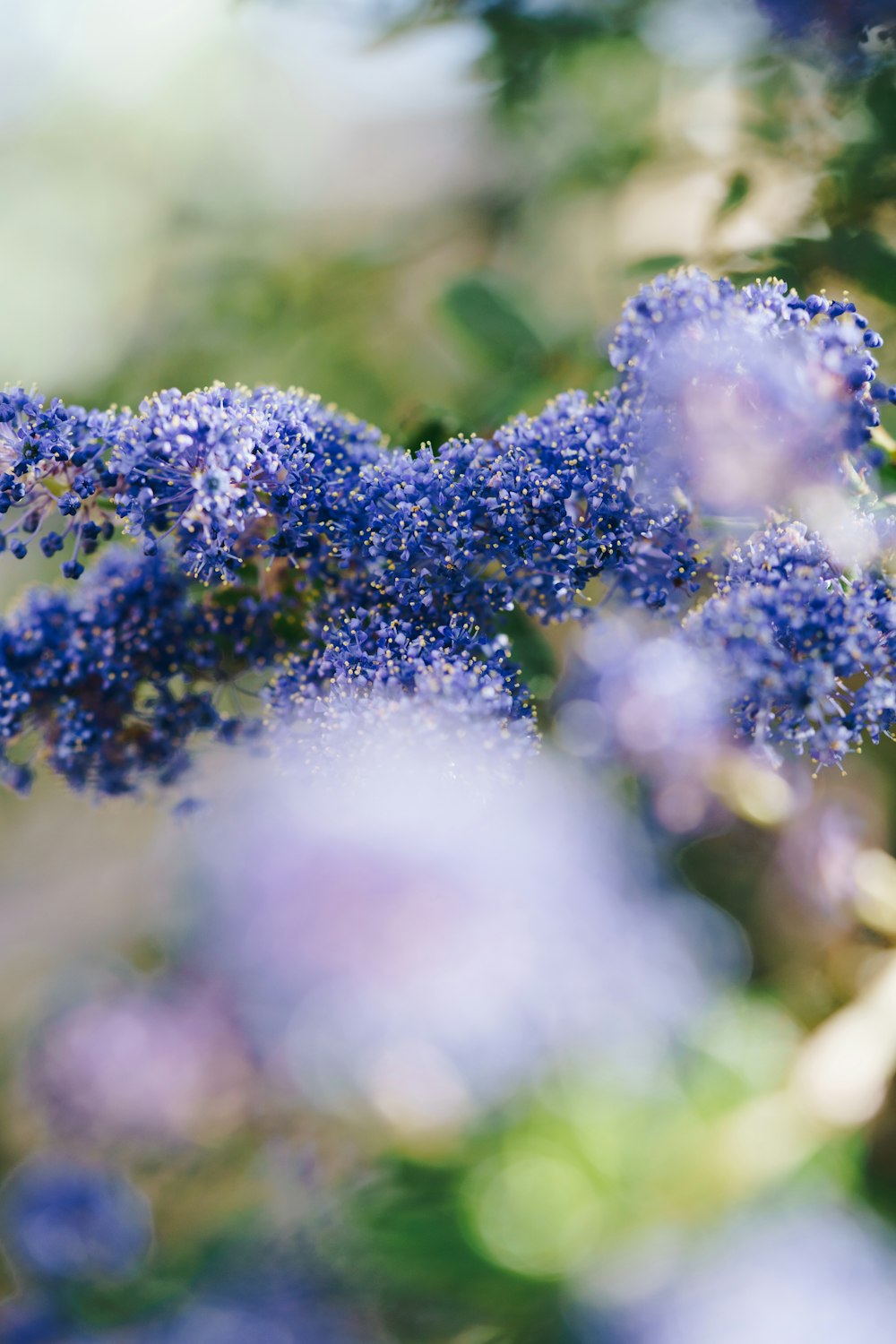 a close up of a bunch of blue flowers