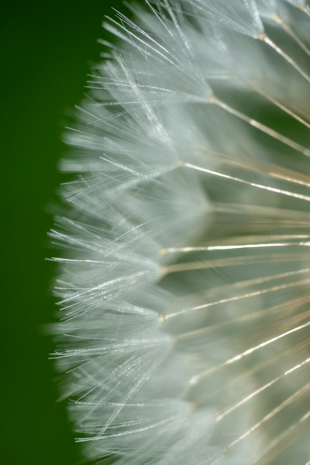 a close up of a dandelion on a green background