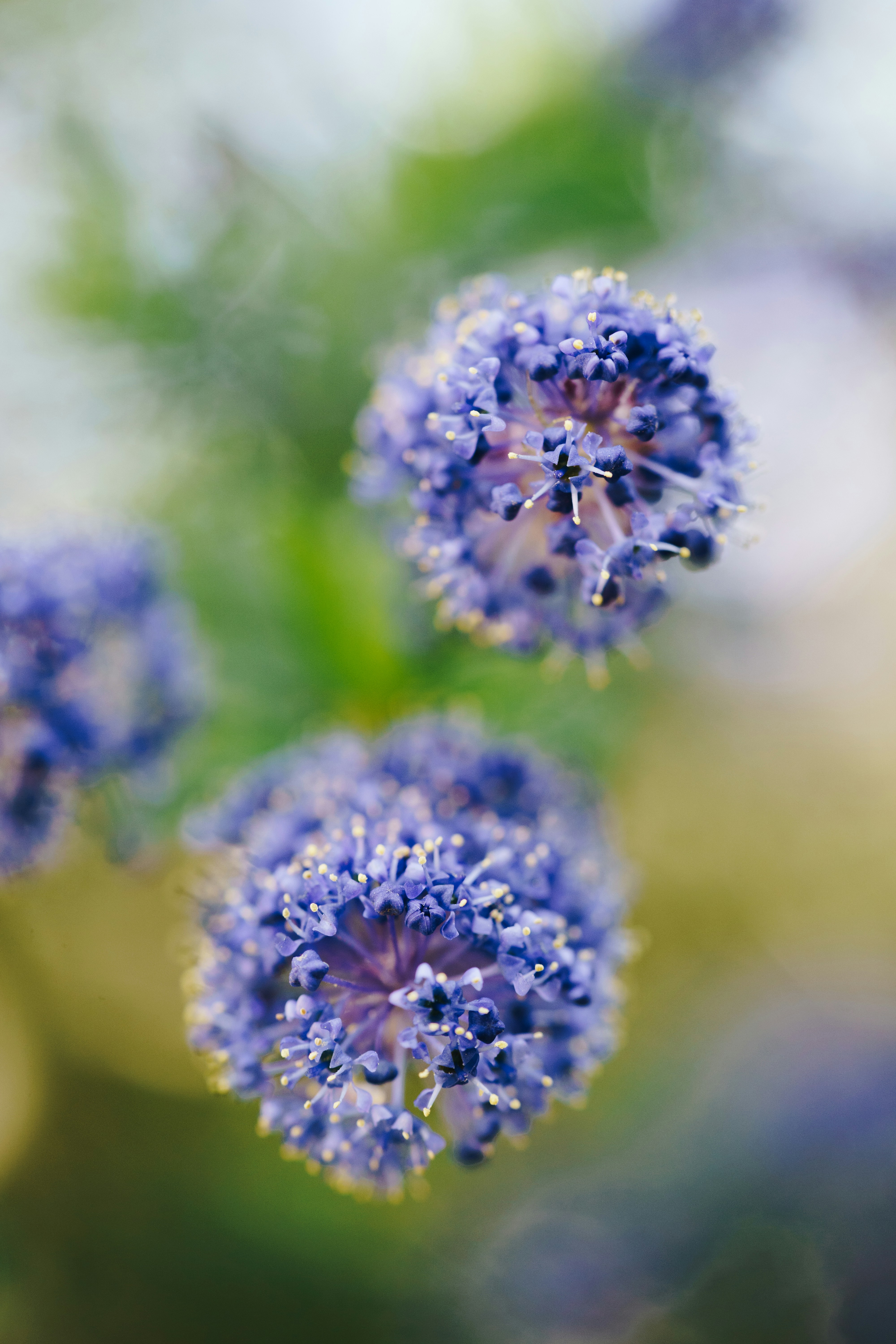 a group of blue flowers sitting on top of a green plant