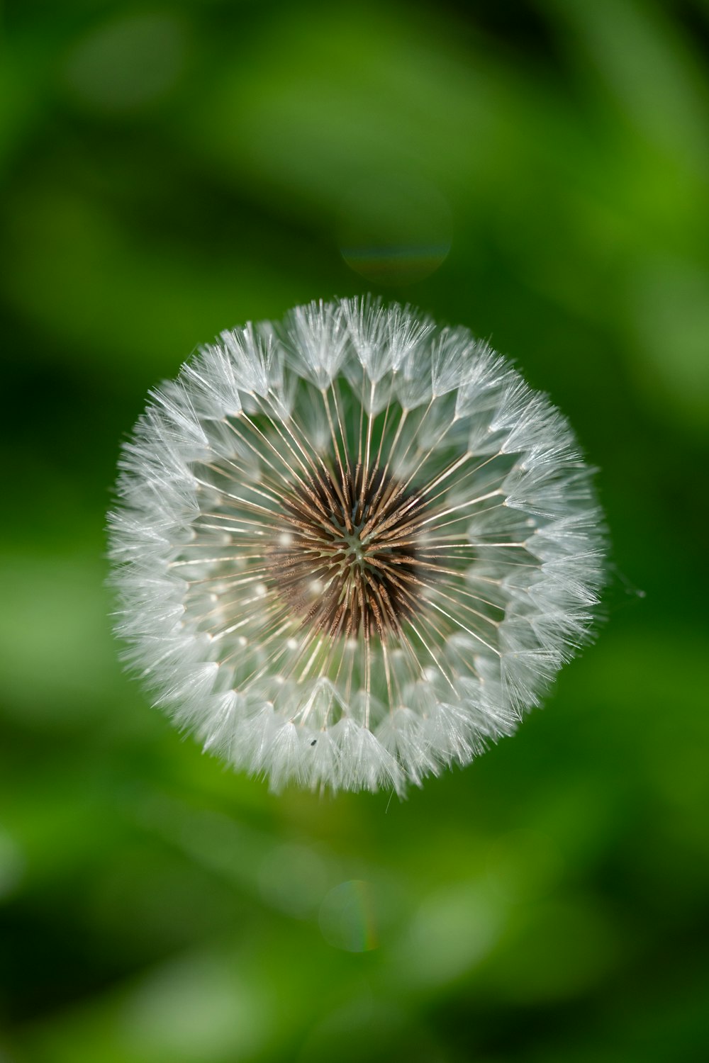 a close up of a dandelion with a blurry background