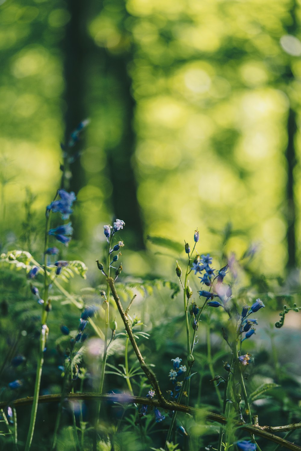 a bunch of blue flowers that are in the grass