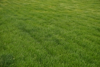 a field of green grass with a white frisbee in the middle of it