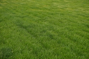 a field of green grass with a white frisbee in the middle of it