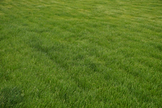 a field of green grass with a white frisbee in the middle of it