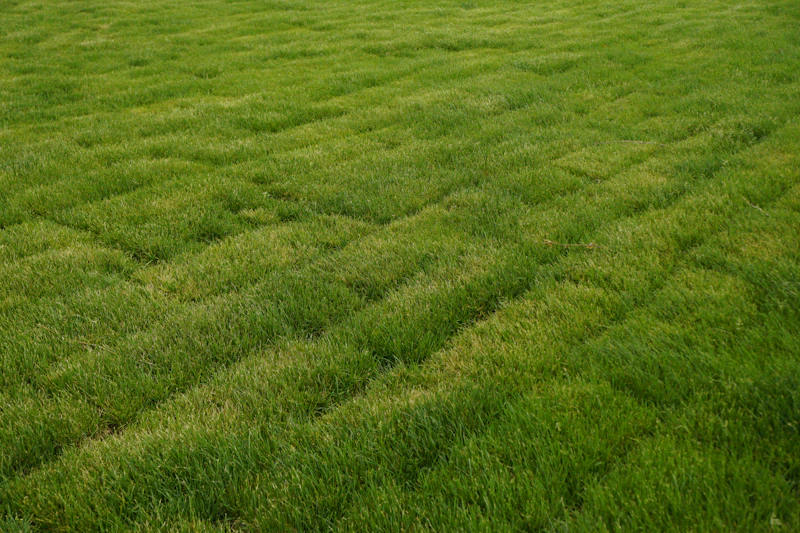Field of vibrant green grass with blue sky