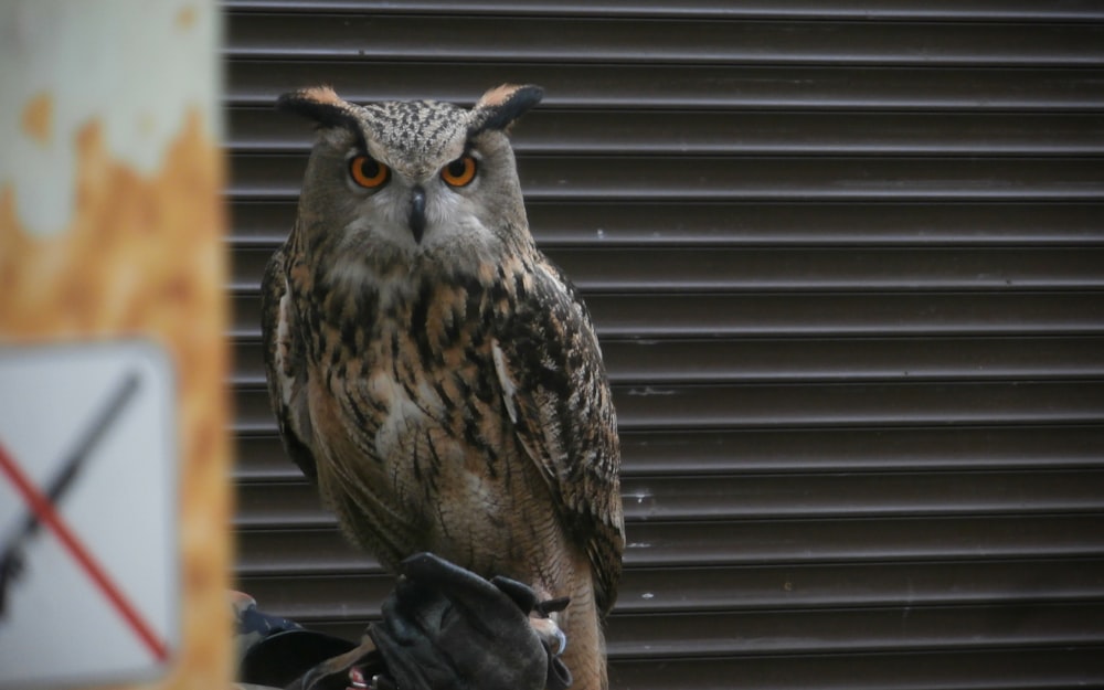 an owl perched on top of a persons hand