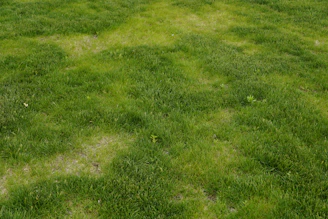 A patchy lawn in the Plovdiv region showing bare areas before aeration and overseeding for lawn repa