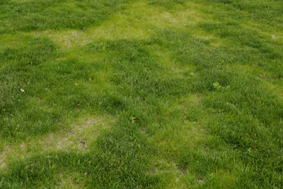 A patchy lawn in the Plovdiv region showing bare areas before aeration and overseeding for lawn repa