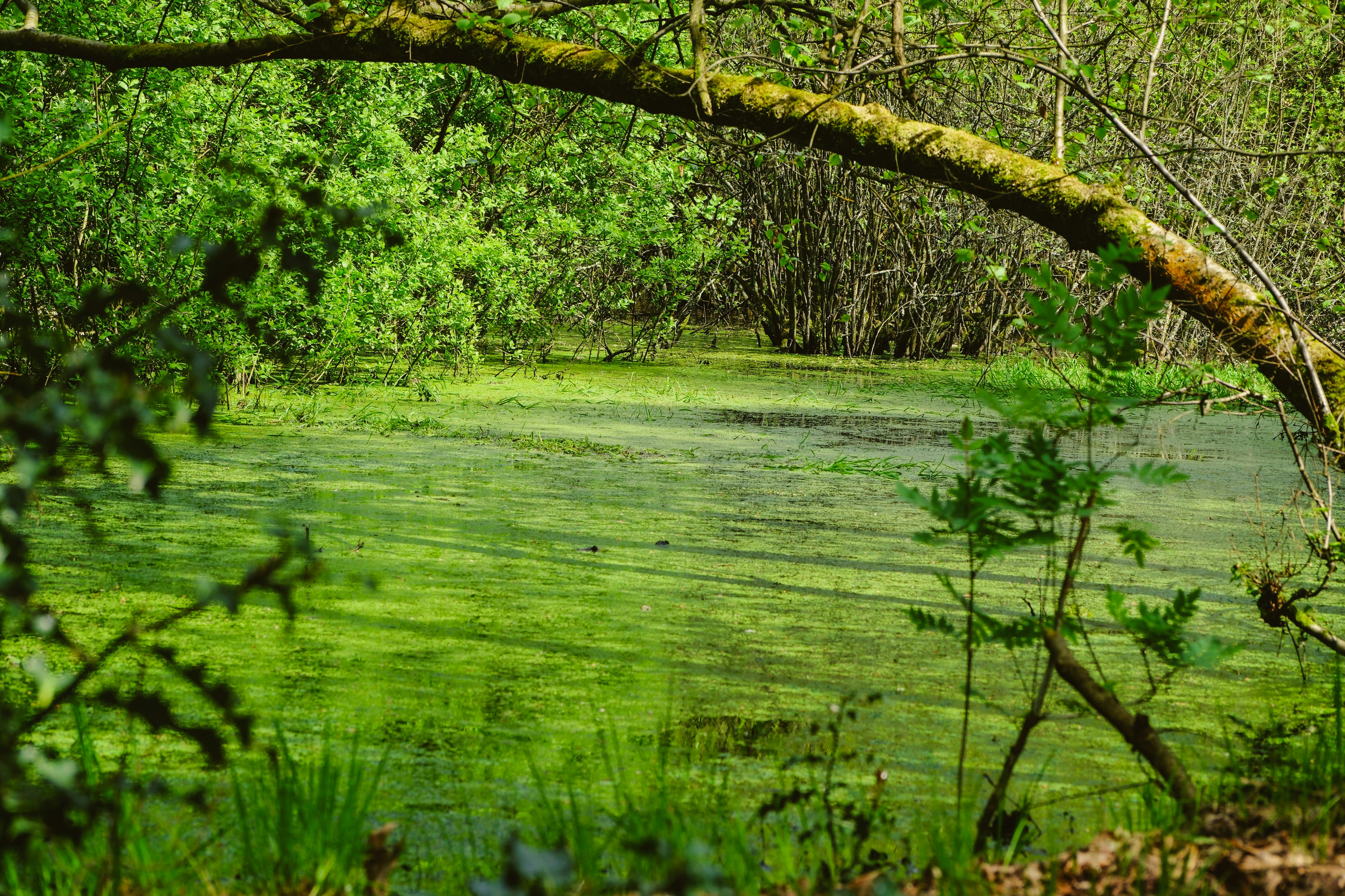 ein Gewässer, das von Bäumen und Gras umgeben ist