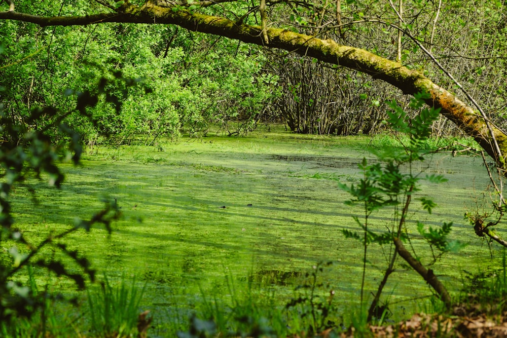 a body of water surrounded by trees and grass