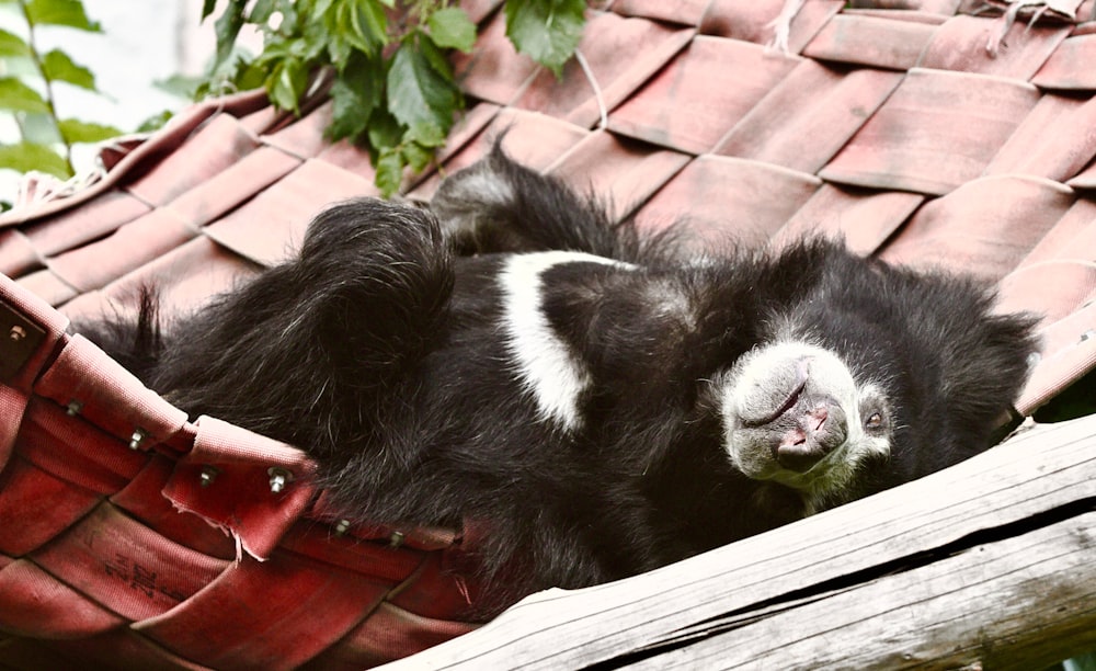 a black and white animal laying in a hammock