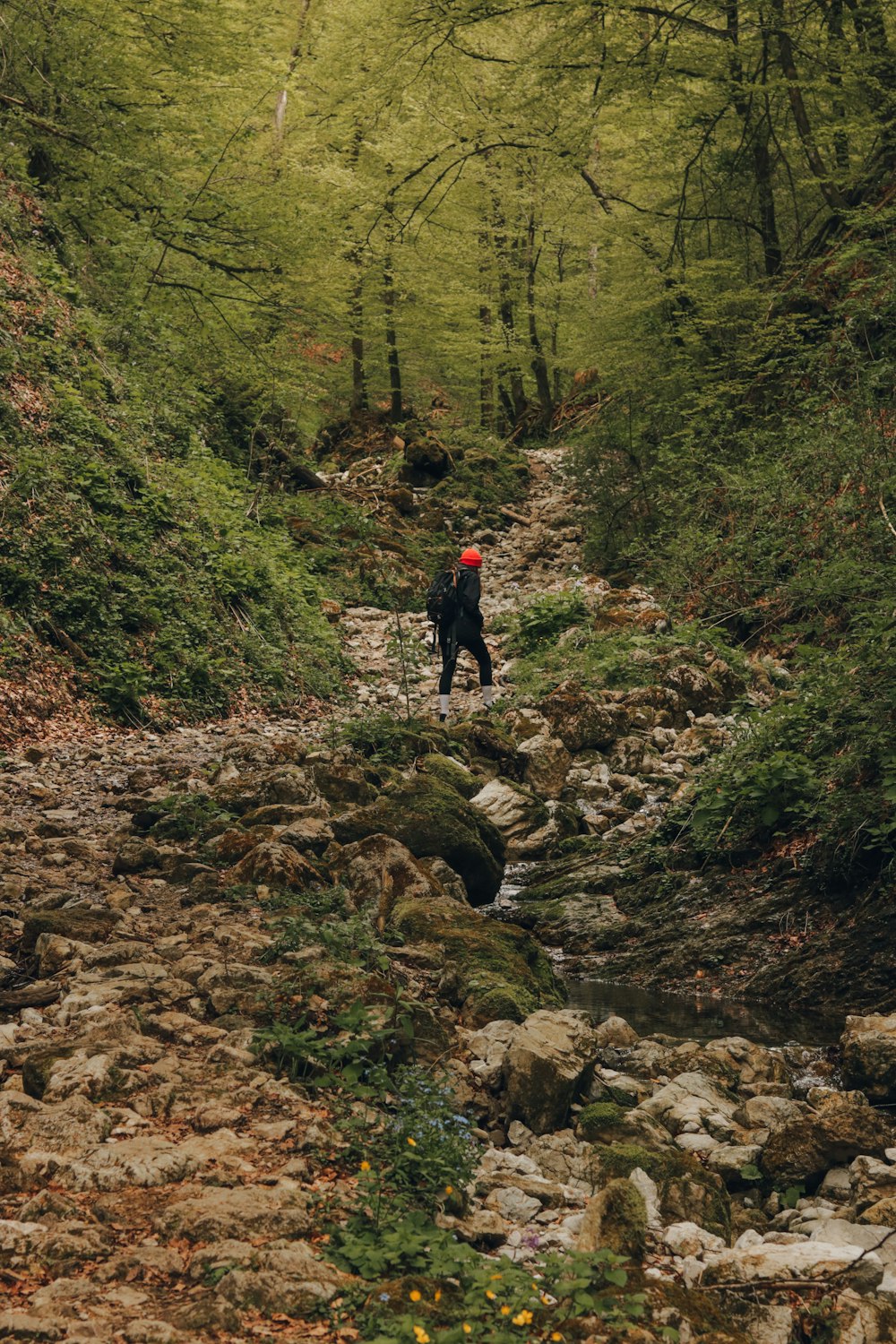 a person walking down a rocky path in the woods