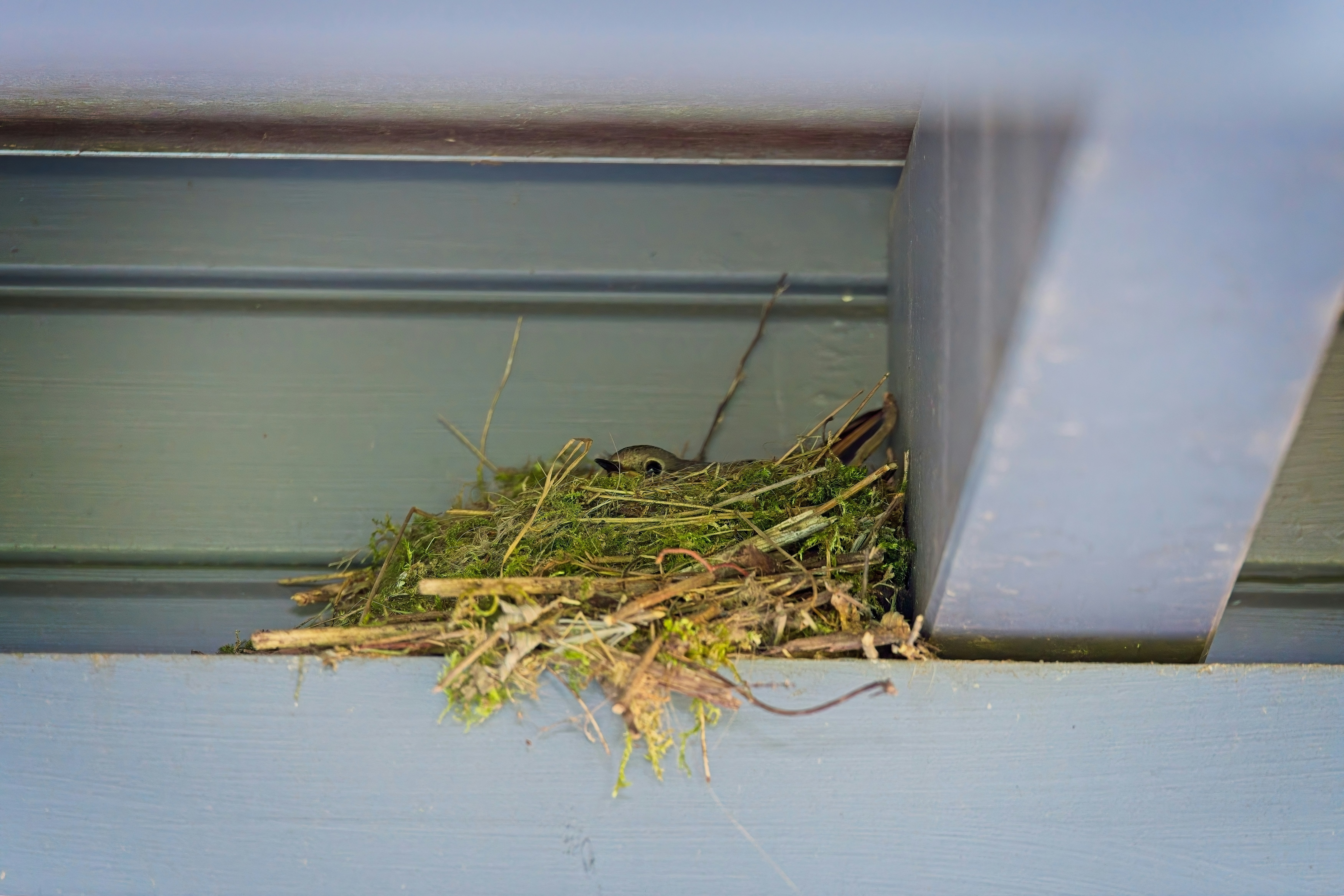 a small bird sitting on top of a pile of grass