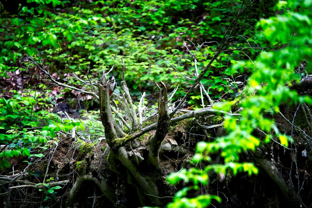 a large tree stump in the middle of a forest