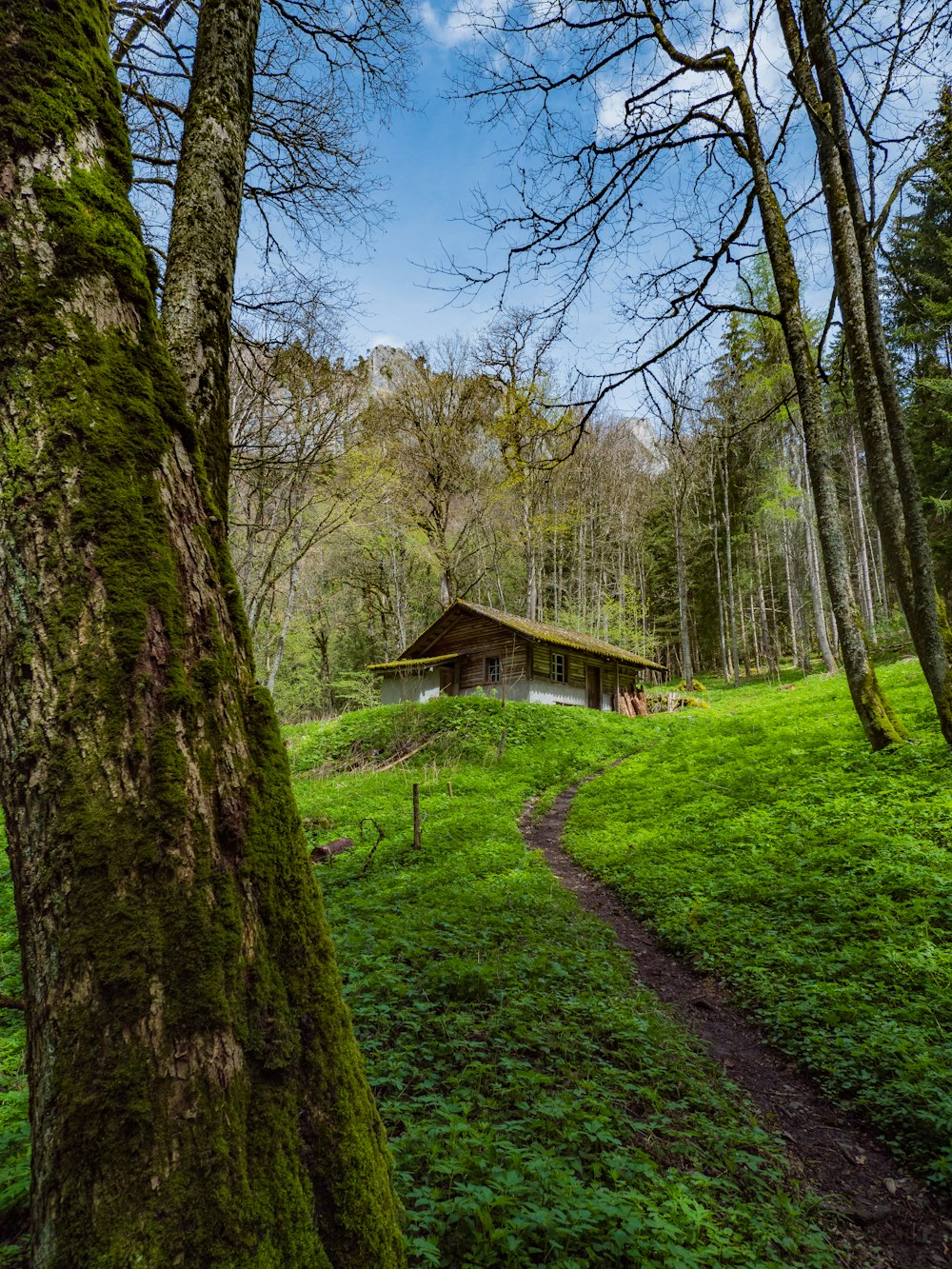 a small cabin in the middle of a forest