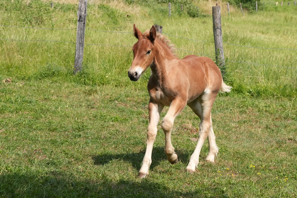 a small horse running through a grassy field