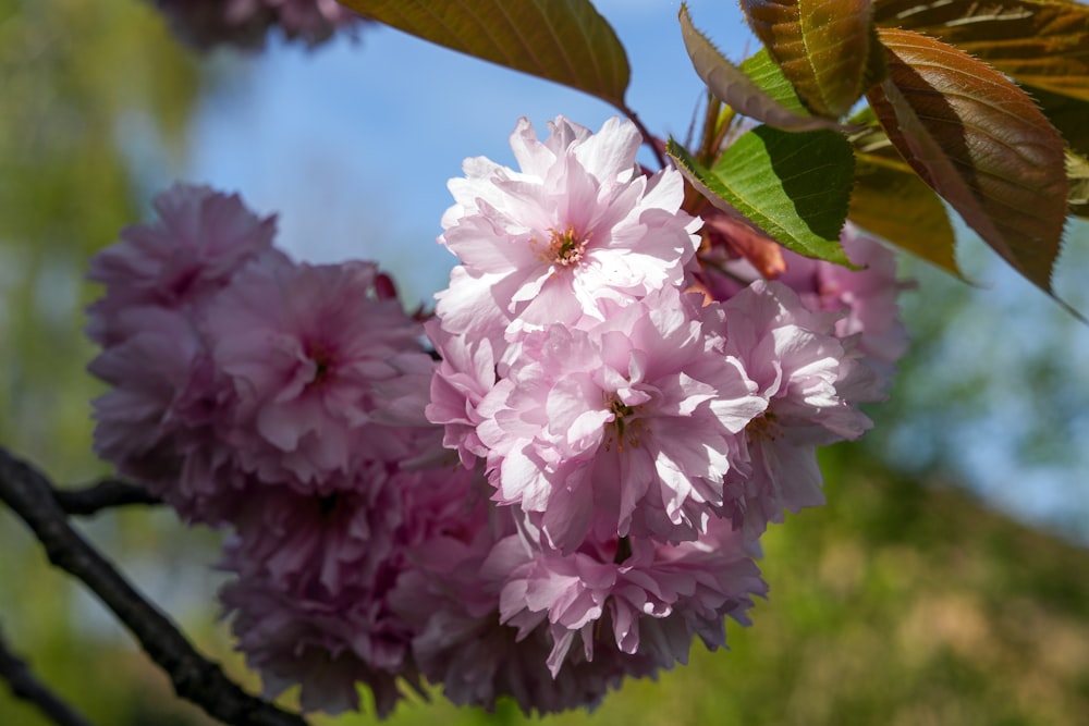 pink flowers are blooming on a tree branch