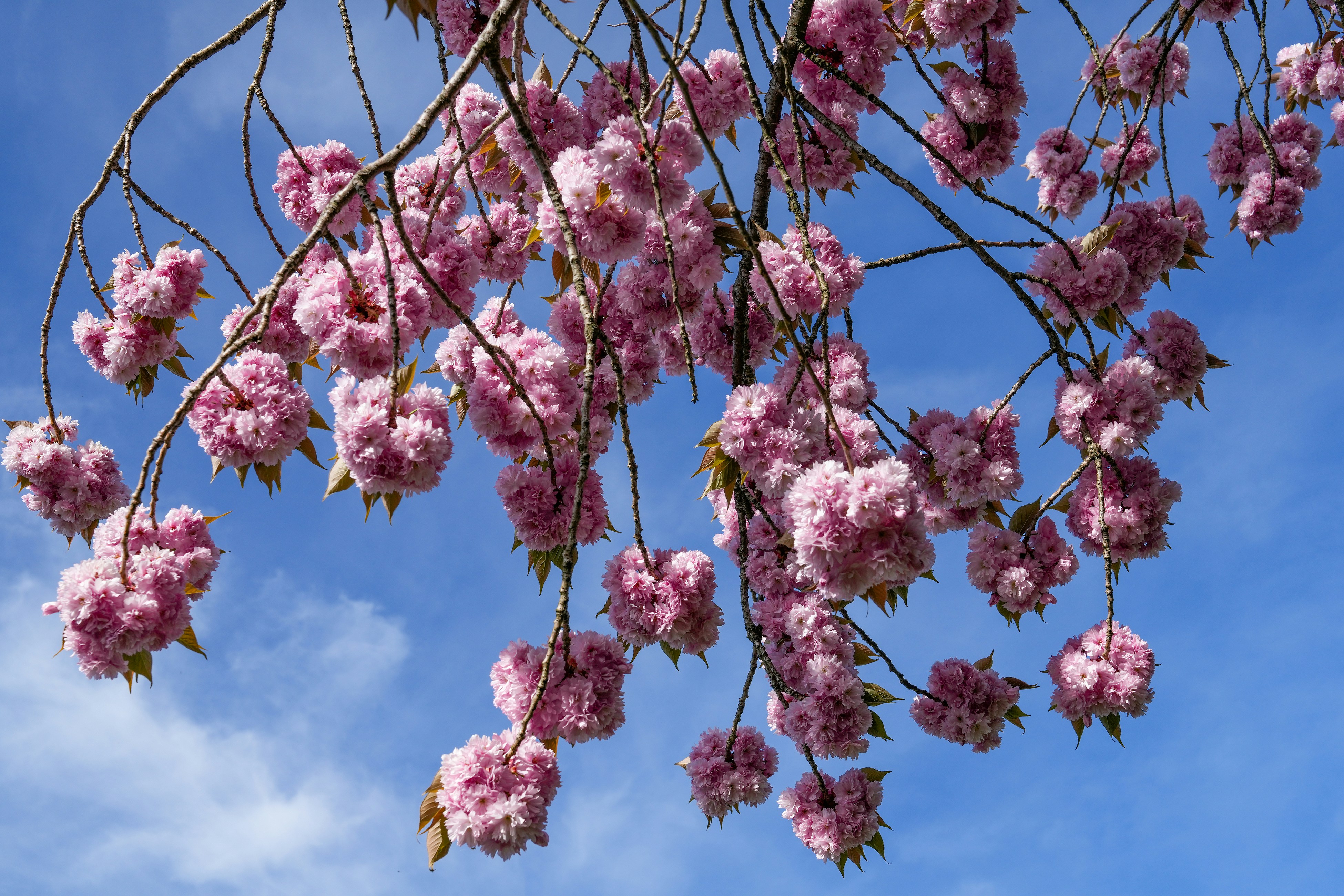 Rosa Blumen blühen auf den Zweigen eines Baumes
