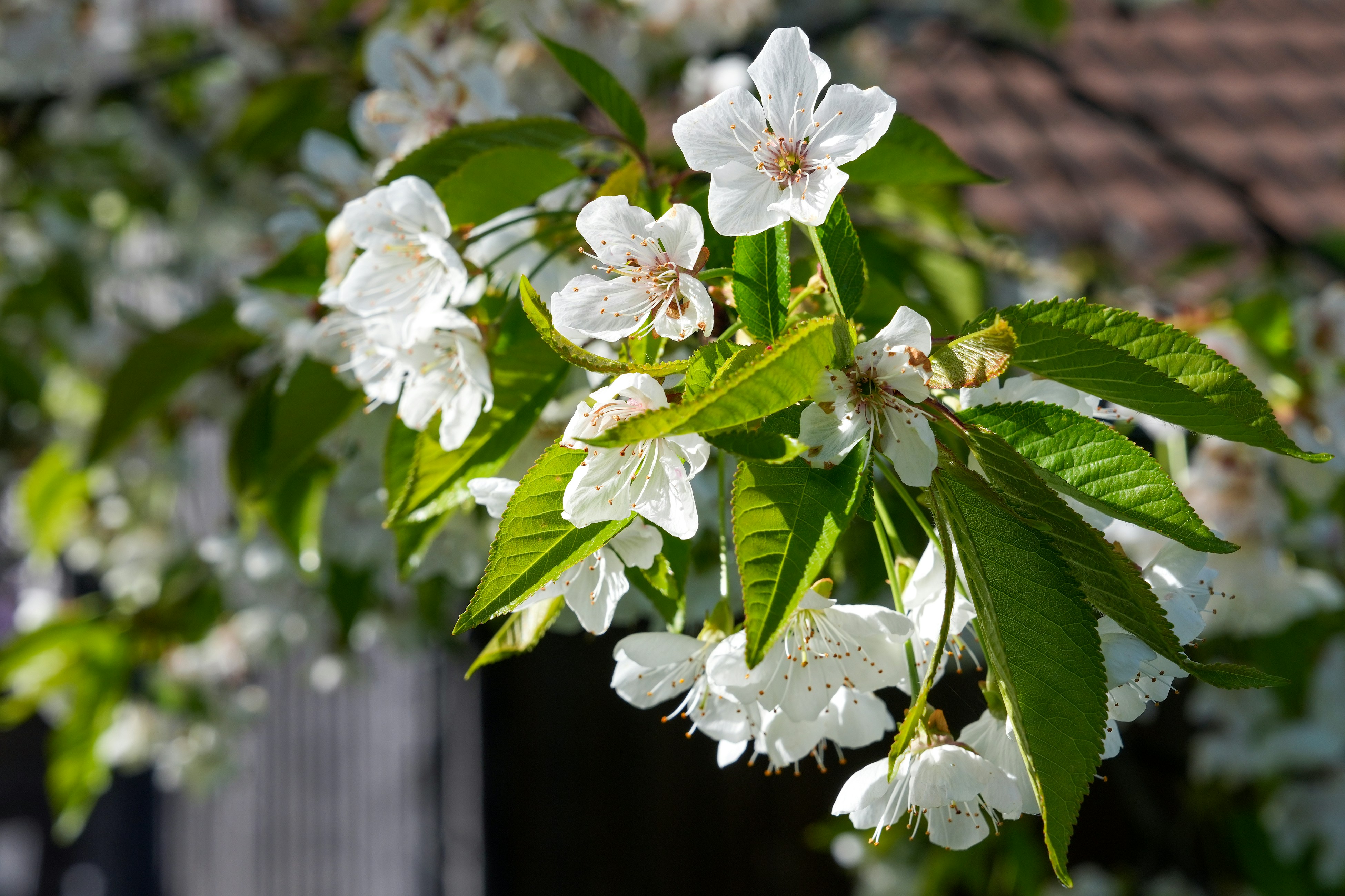 ein Baum mit weißen Blüten und grünen Blättern
