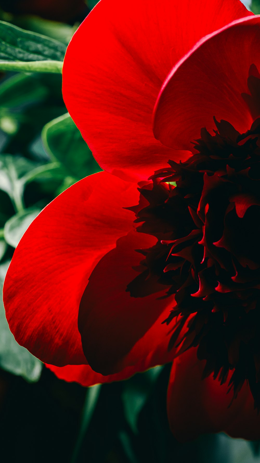 a red flower with green leaves in the background