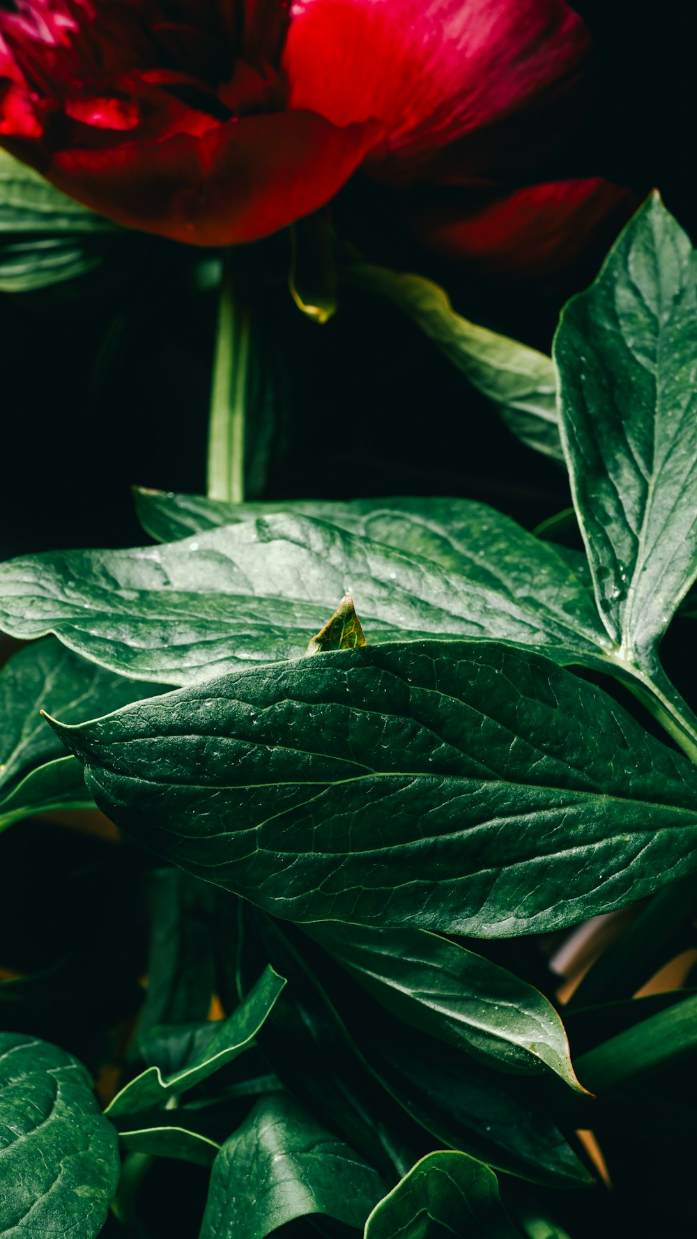 a red flower sitting on top of a lush green plant