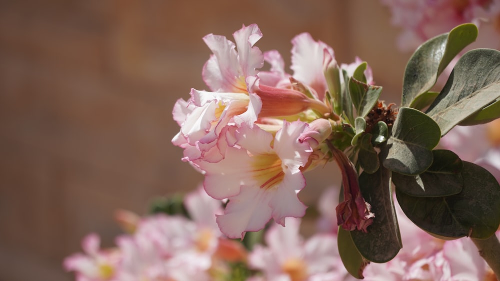 a close up of a pink flower with green leaves