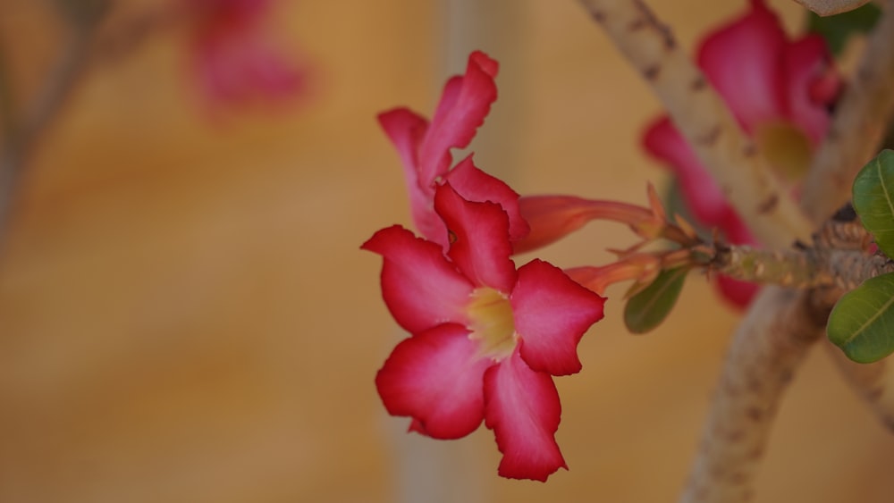 a close up of a flower on a tree branch