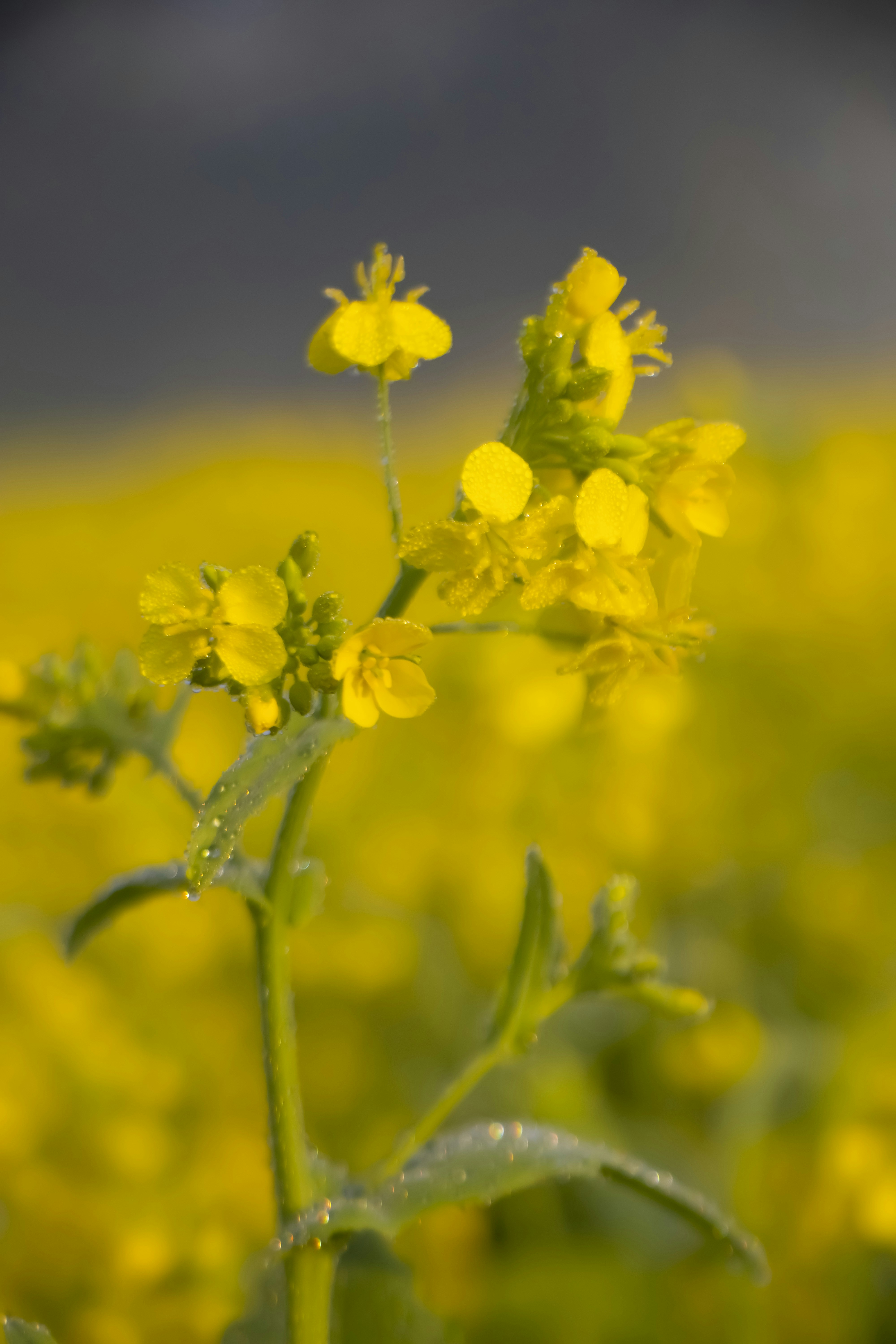 Photo by expressivecapture