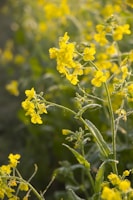 a field of yellow flowers in the sunlight