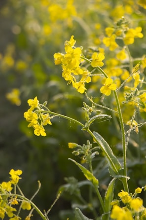 a field of yellow flowers in the sunlight