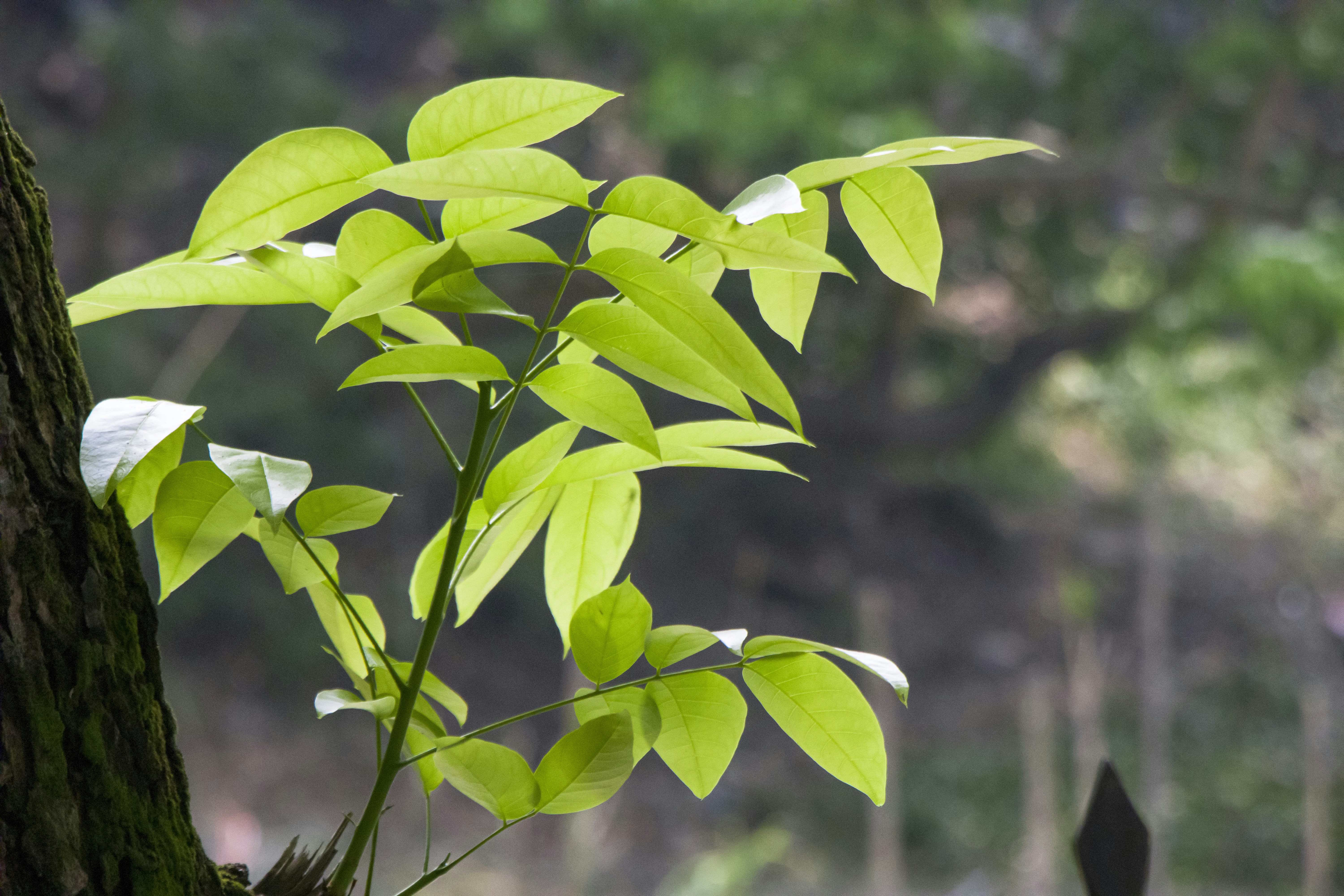 a tree with green leaves in a forest