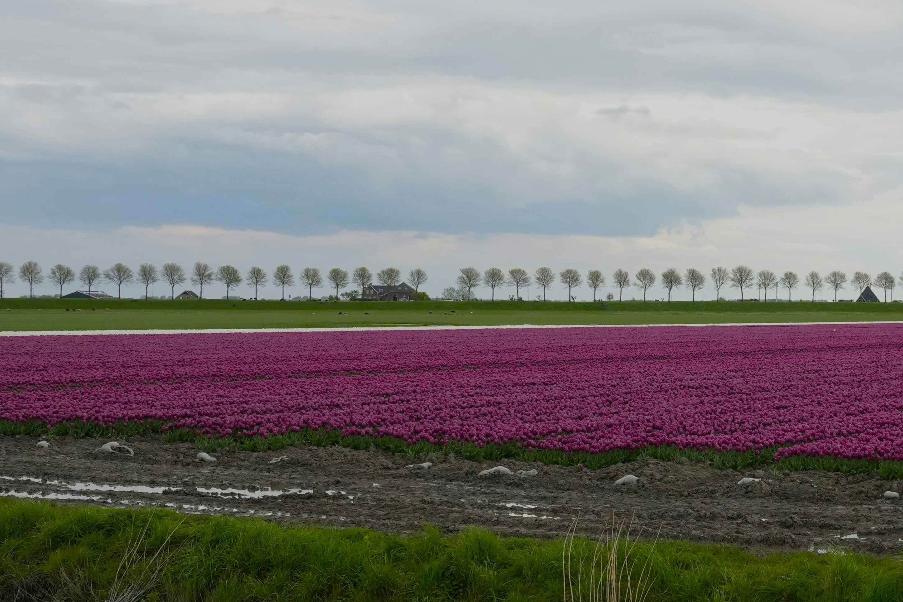 ein Feld mit lila Blumen und Bäumen im Hintergrund