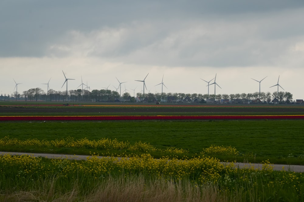 ein Feld mit einem Haufen Windmühlen in der Ferne