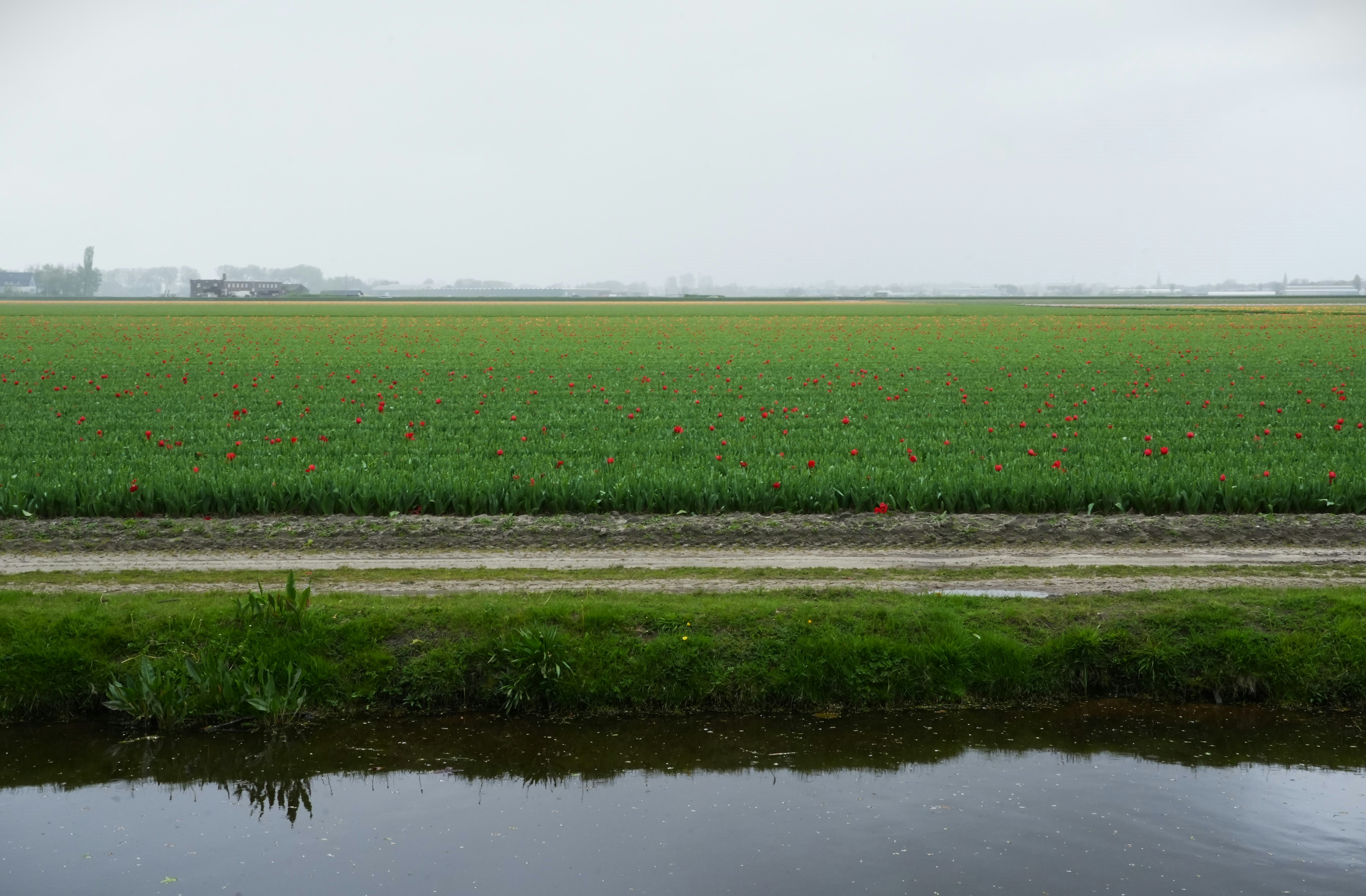 ein großes grünes Grasfeld neben einem Gewässer